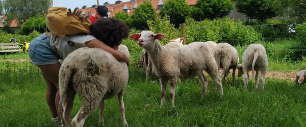 Recherche aide à la rencontre avec les agnelles les dimanches d’avril à octobre 2025